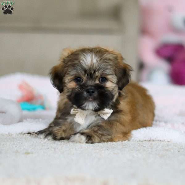 Dillon, Lhasa Apso Puppy